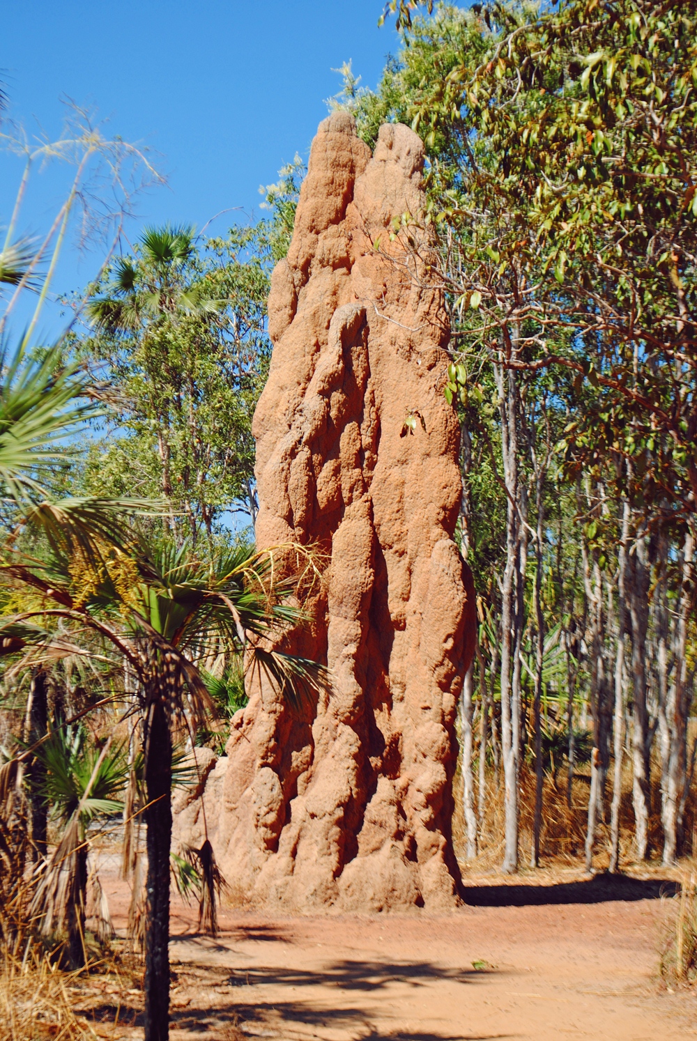 Cathedral Termite Mound